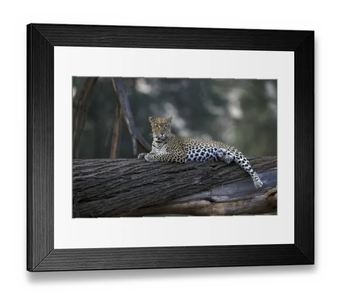Framed Print : Leopard (Panthera pardus), lying on tree trunk but alert Framed Print : Leopard (Panthera pardus), lying on tree trunk but alert