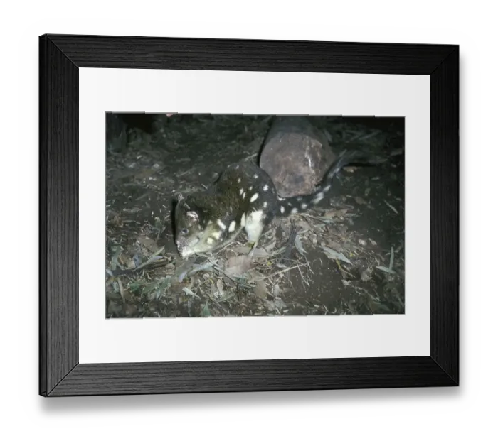 Framed Print : Tiger quoll, Spotted-tail quoll