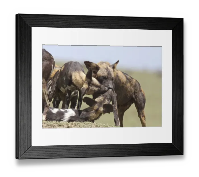 Framed Print : African Wild Dogs (Lycaon pictus) Framed Print : African Wild Dogs (Lycaon pictus)