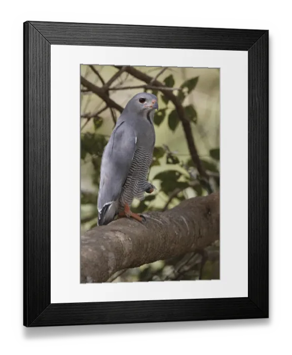 Framed Print : Lizard Buzzard (Kaupifalco monogrammicus)