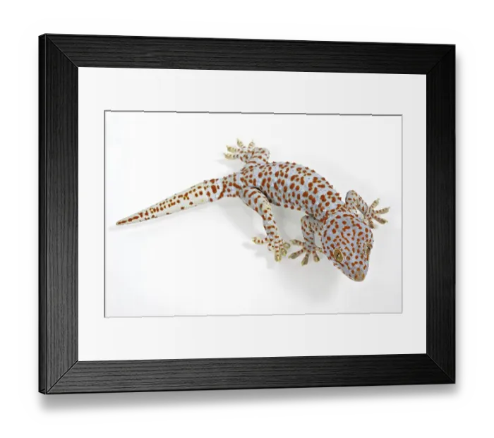 Framed Print : Tokay Gecko (Gekko gecko), adult