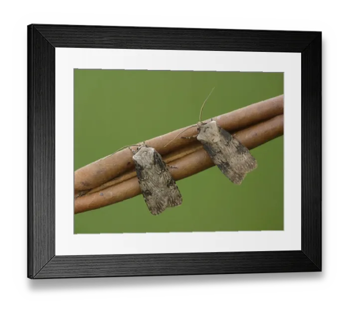Framed Print : Shuttle-shaped Dart (Agrotis puta) Framed Print : Shuttle-shaped Dart (Agrotis puta)