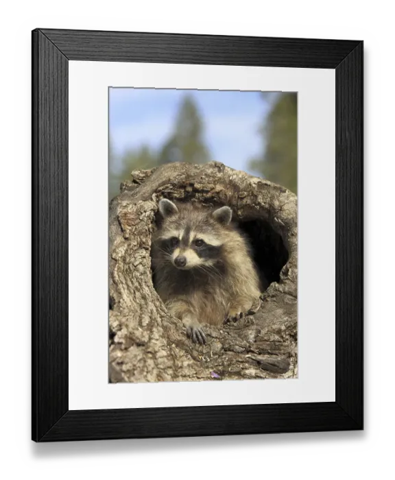Framed Print : Common Raccoon (Procyon lotor) Framed Print : Common Raccoon (Procyon lotor)