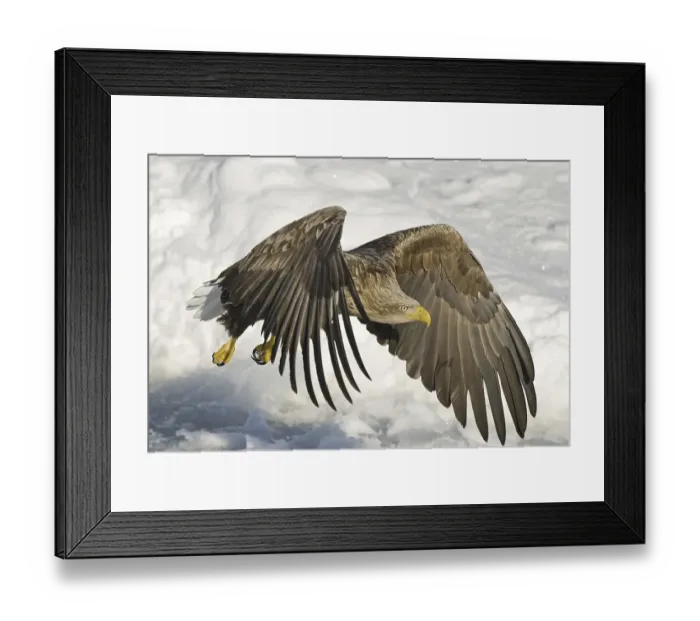 Framed Print : White-tailed Eagle (Haliaeetus albicilla) Framed Print : White-tailed Eagle (Haliaeetus albicilla)