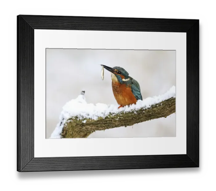 Framed Print : Common Kingfisher (Alcedo atthis) Framed Print : Common Kingfisher (Alcedo atthis)