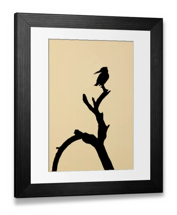 Framed Print : Pied Kingfisher (Ceryle rudis)