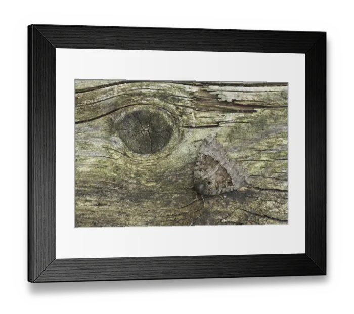 Framed Print : Old Lady Moth (Mormo maura), adult