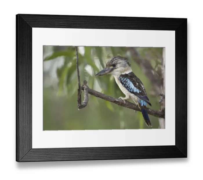 Framed Print : Blue-winged Kookaburra (Dacelo leachii) Framed Print : Blue-winged Kookaburra (Dacelo leachii)