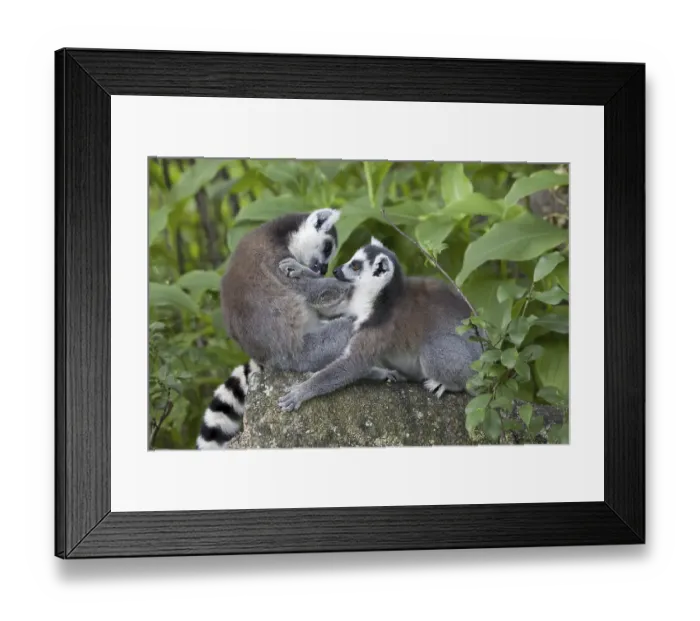 Framed Print : Ring-tailed Lemur (Lemur catta) Framed Print : Ring-tailed Lemur (Lemur catta)