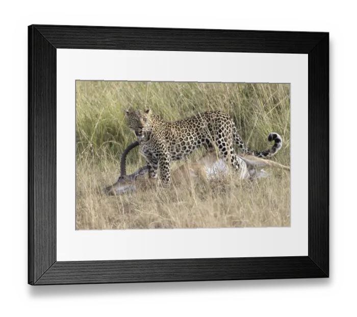 Framed Print : African Leopard (Panthera pardus pardus) adult