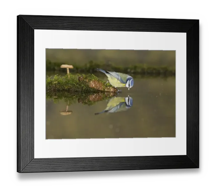 Framed Print : Blue Tit (Cyanistes caeruleus) adult