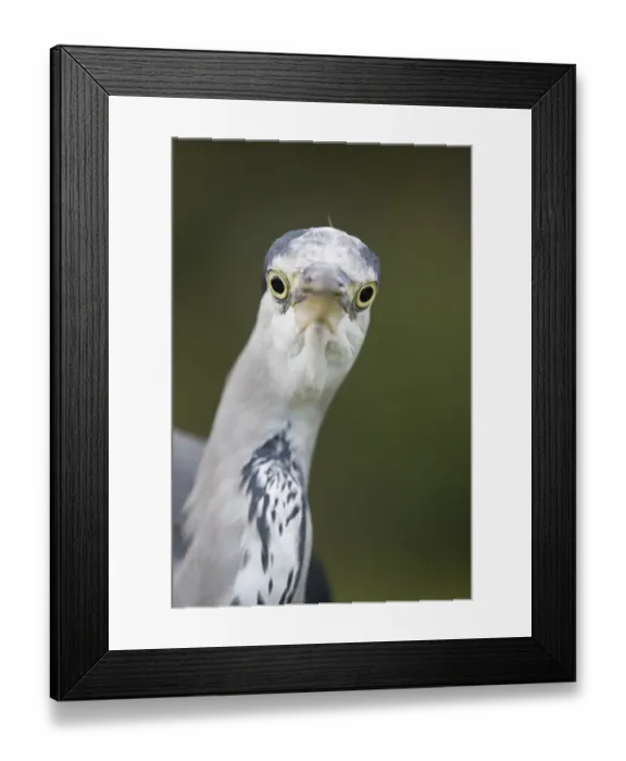 Framed Print : Grey Heron (Ardea cinerea) adult