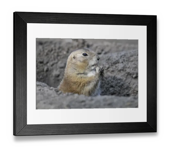 Framed Print : Black-tailed Prairie Dog (Cynomys ludovicianus)