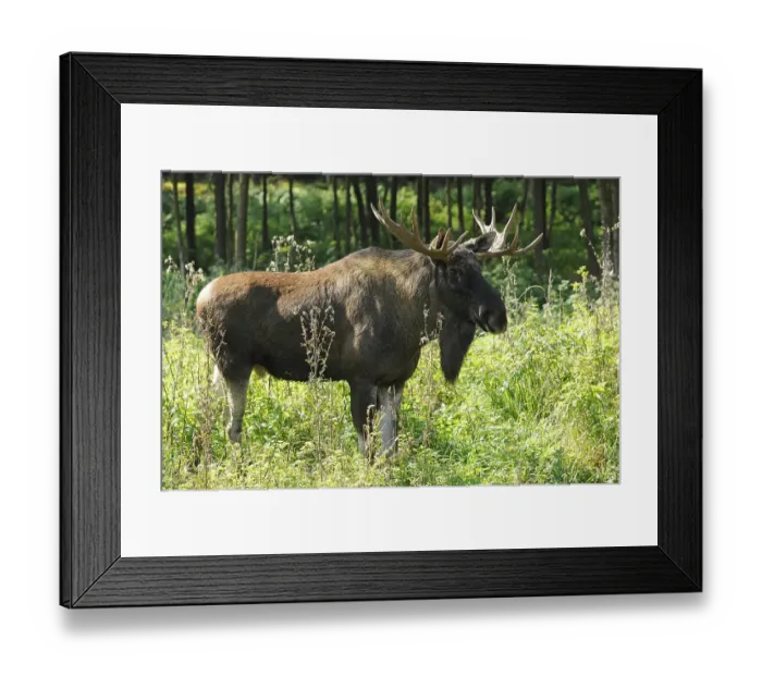 Framed Print : Eurasian Elk (Alces alces), bull Framed Print : Eurasian Elk (Alces alces), bull
