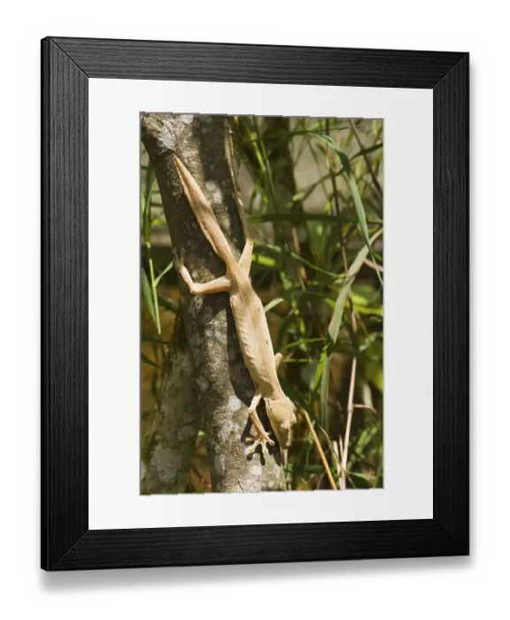Framed Print : Uroplatus lineatus gecko, Madagascar, Africa Framed Print : Uroplatus lineatus gecko, Madagascar, Africa