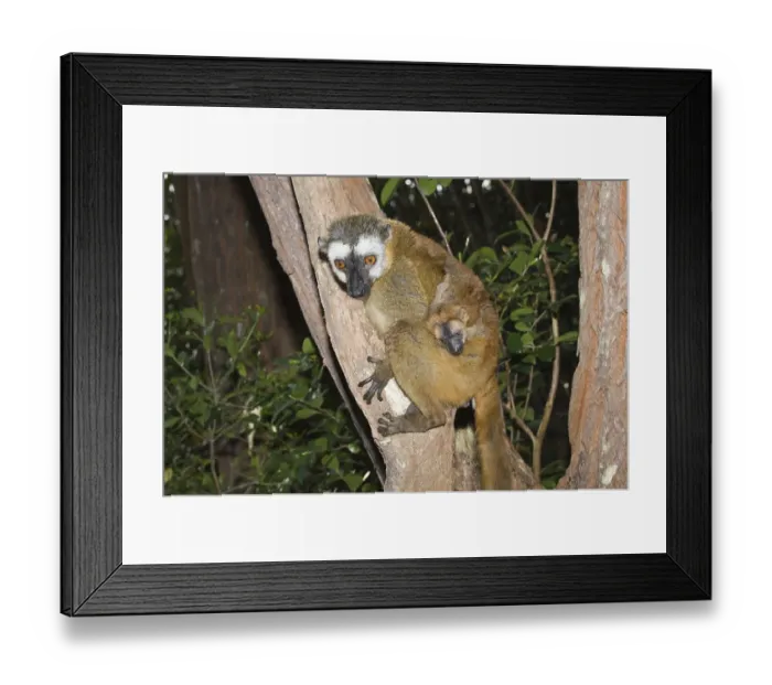 Framed Print : Red-Fronted Brown Lemur (Eulemur rufus) and young Framed Print : Red-Fronted Brown Lemur (Eulemur rufus) and young