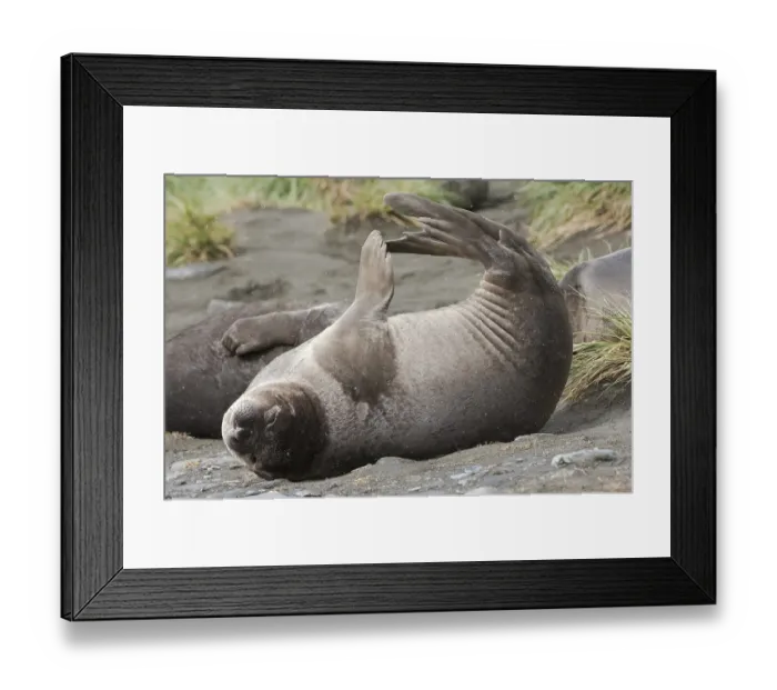 Framed Print : Young Southern Elephant Seal (Mirounga leonina)