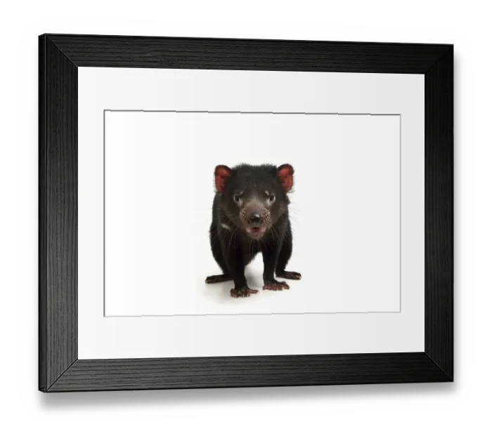 Framed Print : Tasmanian Devil (Sarcophilus harrisii) Framed Print : Tasmanian Devil (Sarcophilus harrisii)