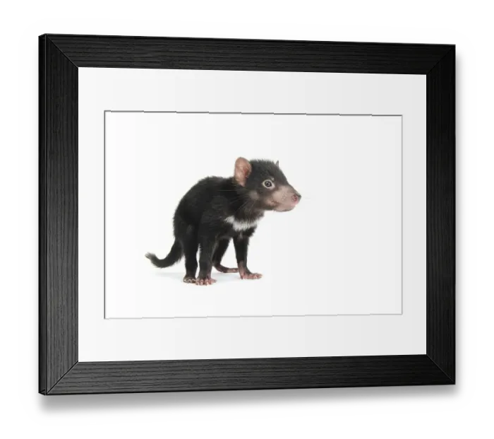 Framed Print : Tasmanian Devil (Sarcophilus harrisii), joey