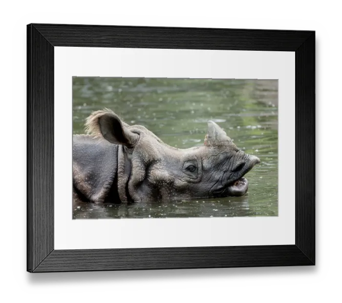Framed Print : Indian Rhinoceros (Rhinocerons unicornis), side Framed Print : Indian Rhinoceros (Rhinocerons unicornis), side