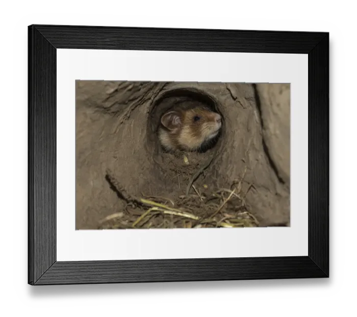 Framed Print : European Hamster (Cricetus cricetus) Framed Print : European Hamster (Cricetus cricetus)