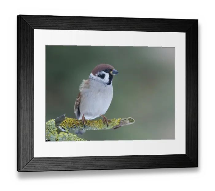 Framed Print : Tree Sparrow (Passer montanus)