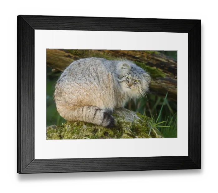 Framed Print : Pallas cat (Felis manul) adult