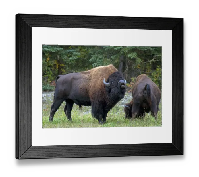 Framed Print : Wood bison (Bos bison athabascae) Bull in flehmen