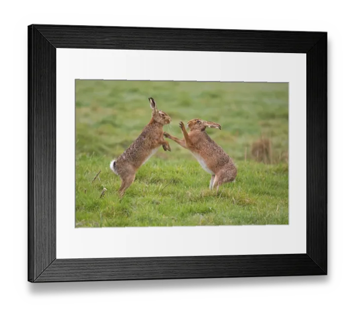 Framed Print : European Hare (Lepus europaeus) adult pair