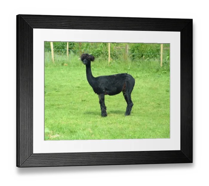 Framed Print : Alpaca, alpacas (Vicugna pacos)