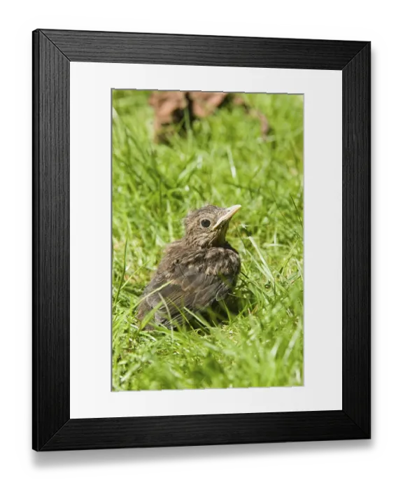 Framed Print : Blackbird, blackbirds (Turdus merula) Framed Print : Blackbird, blackbirds (Turdus merula)