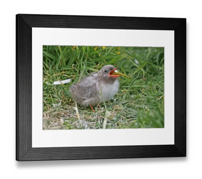 Framed Print : Arctic Tern (Sterna paradisea) chick Framed Print : Arctic Tern (Sterna paradisea) chick