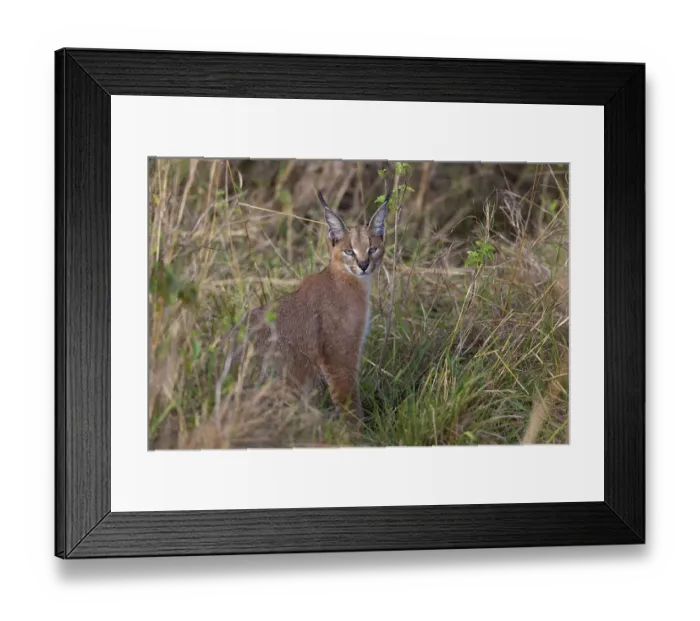 Framed Print : Caracal (Caracal caracal) adult Framed Print : Caracal (Caracal caracal) adult