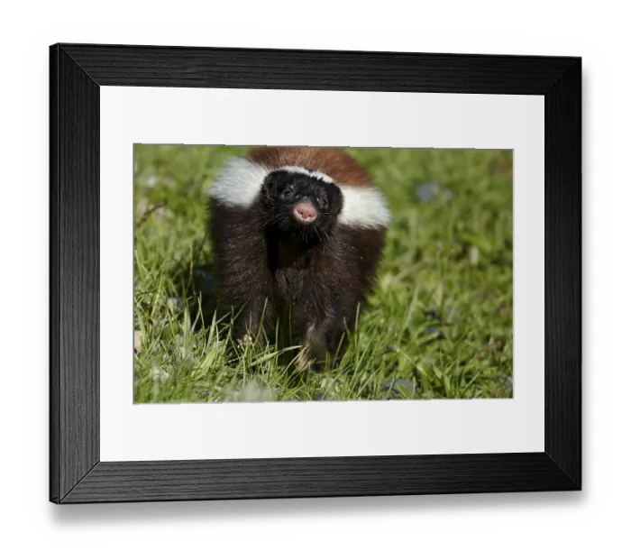 Framed Print : Patagonian Hog-nosed Skunk (Conepatus humboldtii) adult
