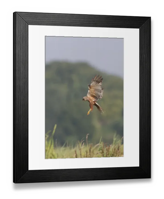 Framed Print : Western western marsh-harrier (Circus aeruginosus) Framed Print : Western western marsh-harrier (Circus aeruginosus)