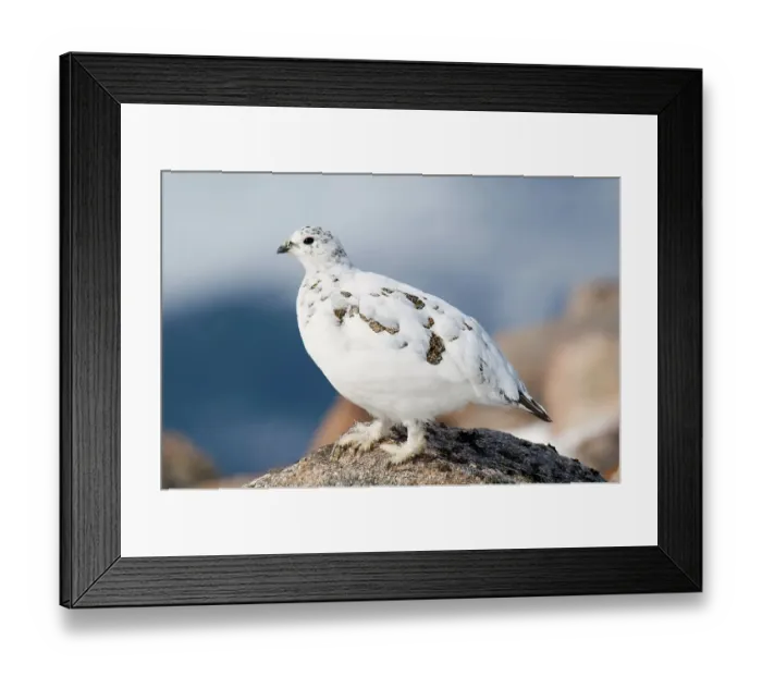 Framed Print : Rock Ptarmigan (Lagopus mutus) ad
