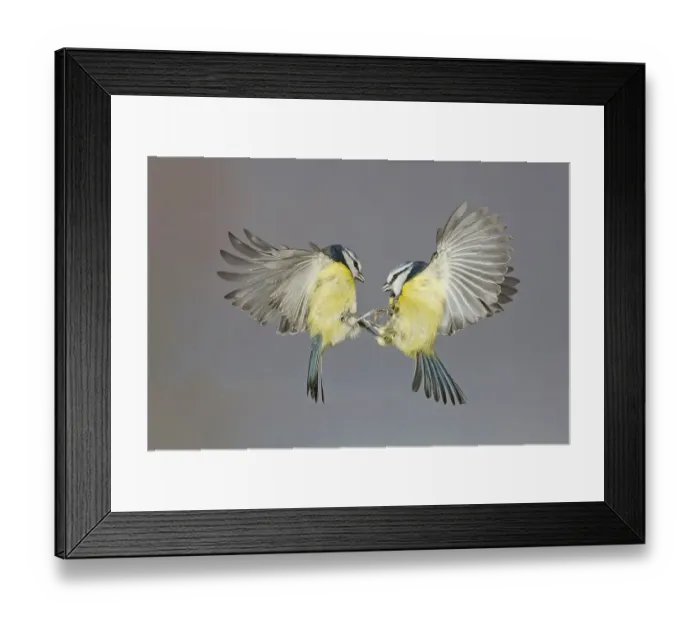 Framed Print : Blue Tit (Parus caeruleus) two adults