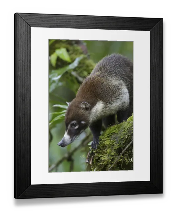 Framed Print : White-nosed Coati (Nasua narica) adult Framed Print : White-nosed Coati (Nasua narica) adult