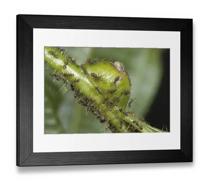 Framed Print : Ant (Azteca sp.) adults, group on Tococa (Tococa guianensis) myrmerophytic plant