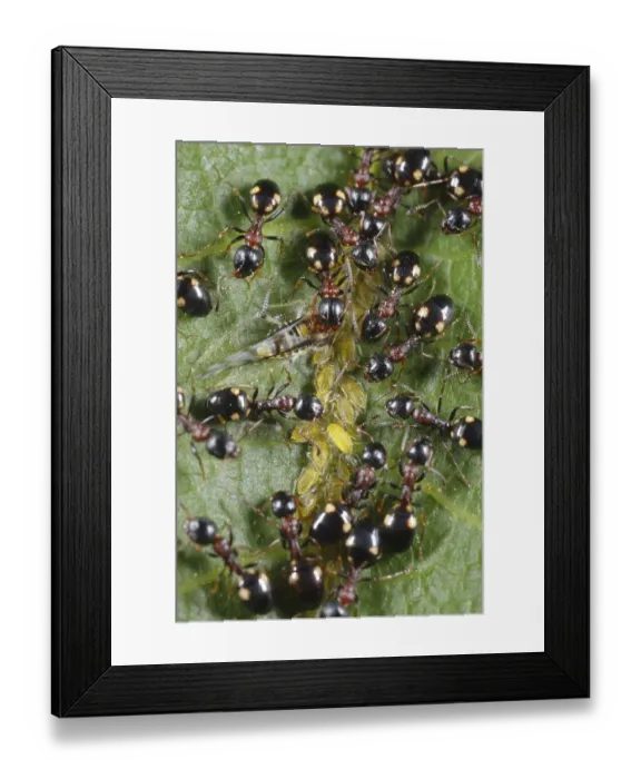Framed Print : Tree-living Ant (Dolichoderus quadripunctatus) adult workers