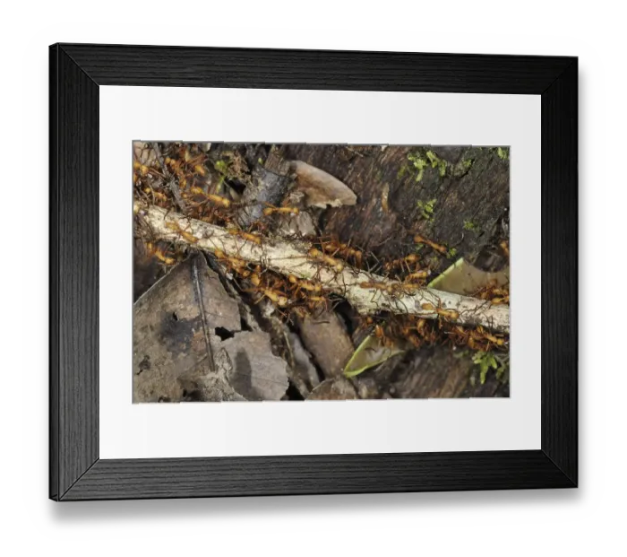 Framed Print : Adult red army ant (Eciton sp.)