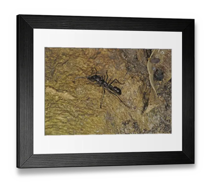 Framed Print : 24-hour ant, 24-hour ants, bullet ant (Paraponera clavata)