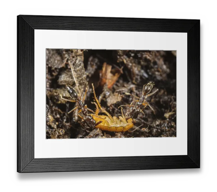 Framed Print : Snapping jaw ant, Snapping jaw ants Framed Print : Snapping jaw ant, Snapping jaw ants
