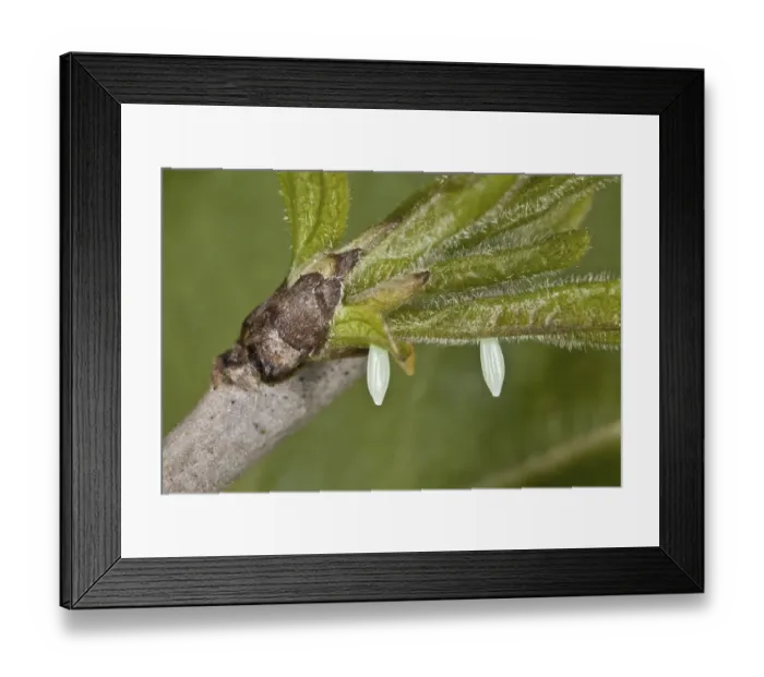 Framed Print : Brimstone (Gonepteryx rhamni) Butterfly two eggs Framed Print : Brimstone (Gonepteryx rhamni) Butterfly two eggs