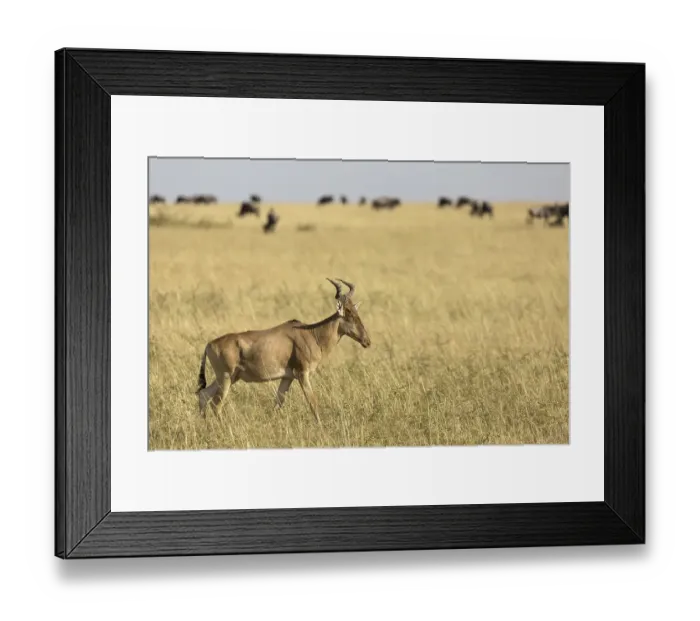 Framed Print : Coke's hartebeest (Alcelaphus buselaphus cokii) adult