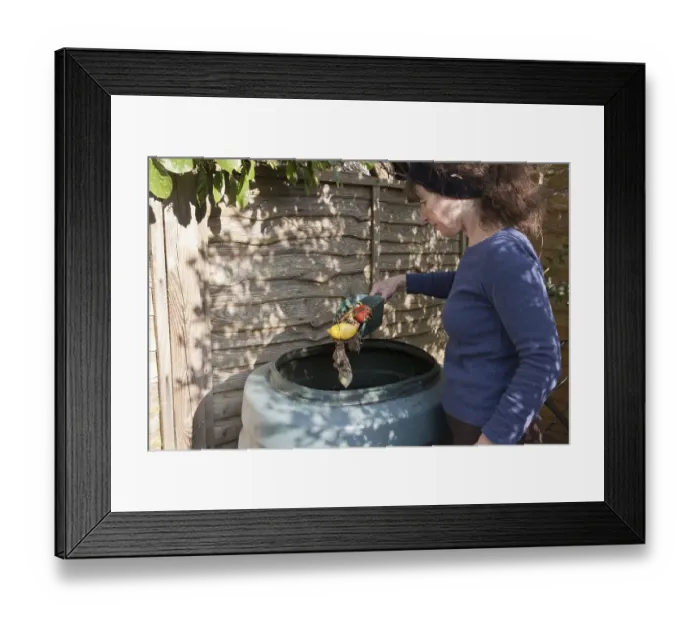 Framed Print : Woman throws vegetable waste into the compost bin in the garden