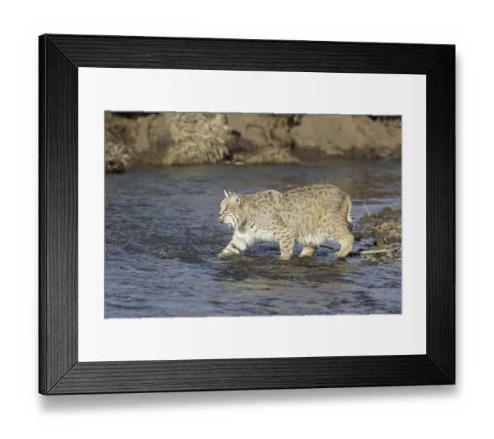 Framed Print : Bobcat (Lynx rufus) adult, on foot in river