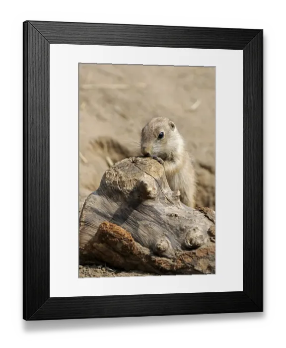 Framed Print : Black-tailed Prairie Dog (Cynomys ludovicianus)