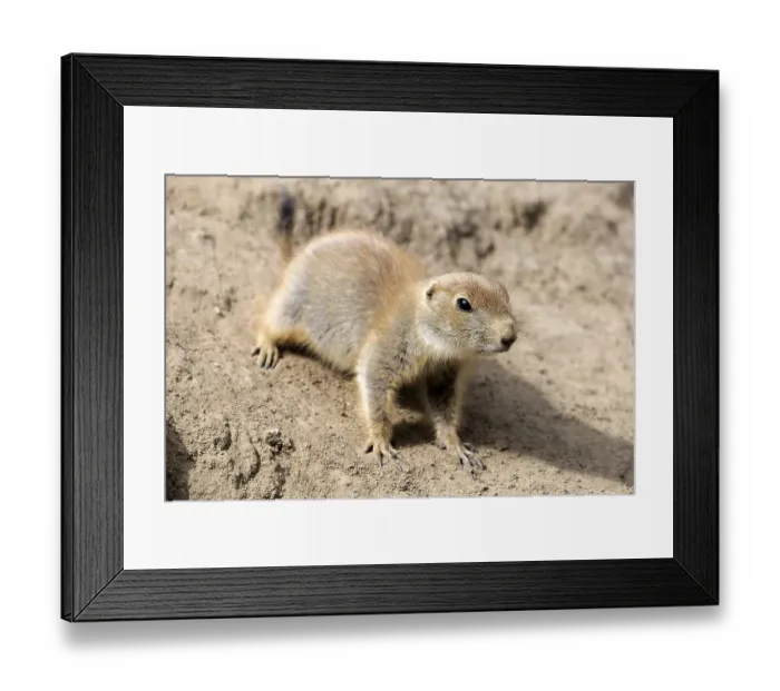 Framed Print : Black-tailed Prairie Dog (Cynomys ludovicianus)