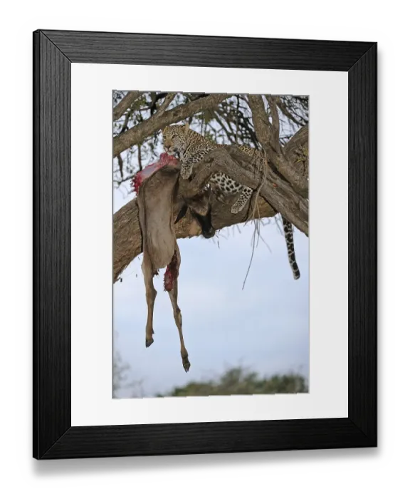 Framed Print : Leopard (Panthera pardus) feeding on blue wildebeest (Connochaetes taurinus) on a tree